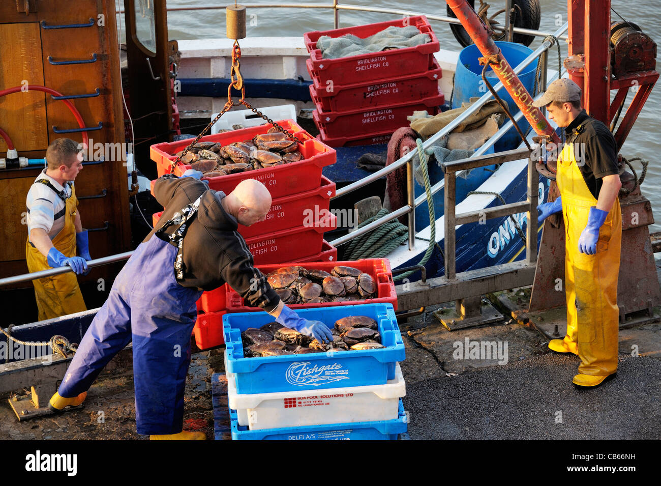 North Sea fishermen unload catch of crabs from fishing boat Onward Star at the East Yorkshire fish quay harbour of Bridlington Stock Photo