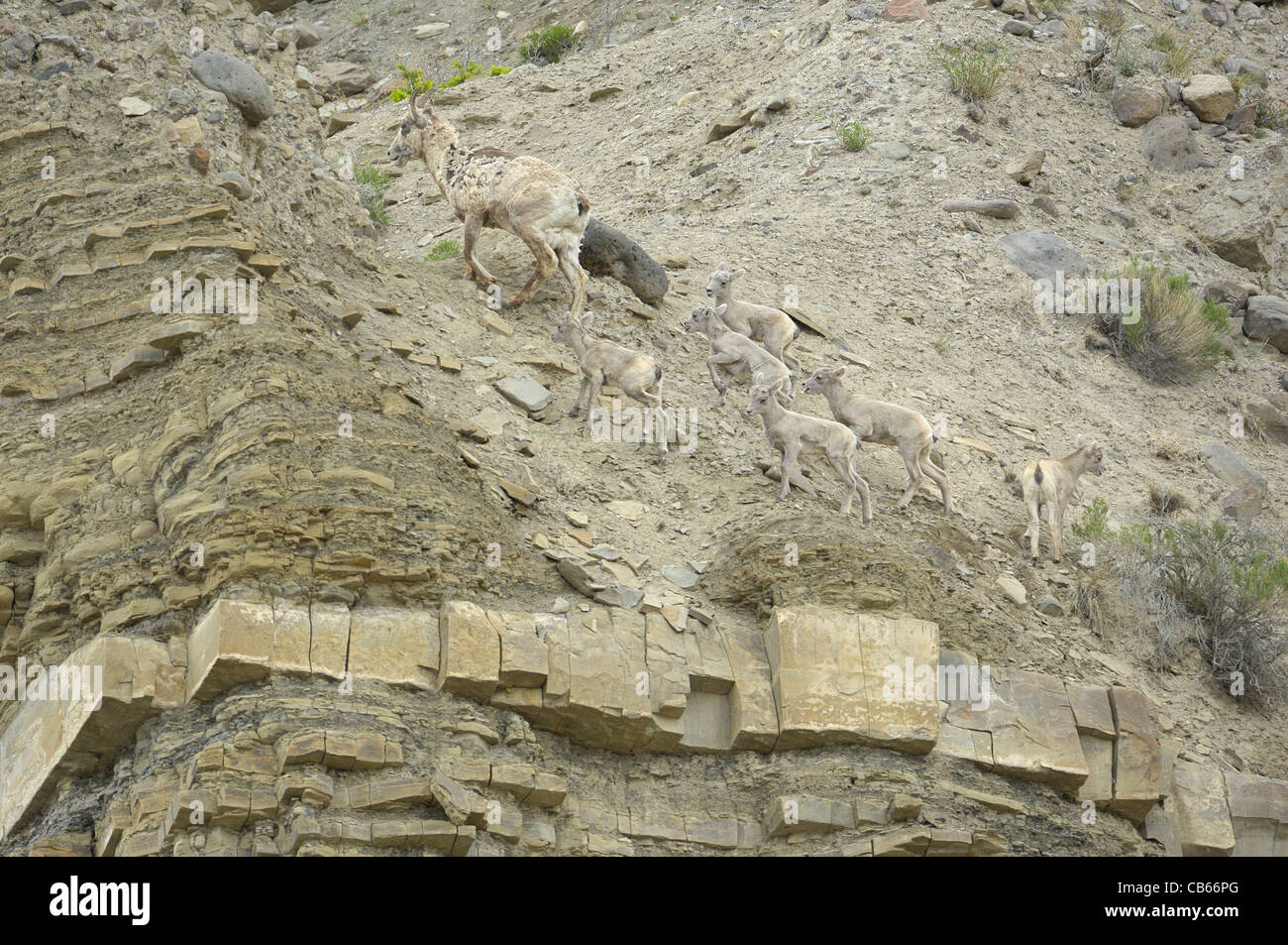 Bighorn Sheep mother leading baby lambs up a high mountain pass in the ...