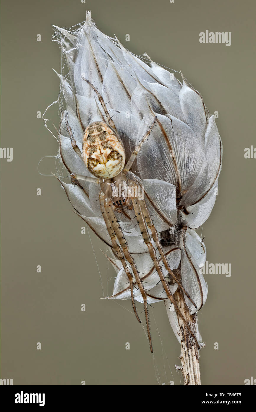 A true bug Nymph on a wild flower, you can see its camouflage makes it very difficult to be found Stock Photo