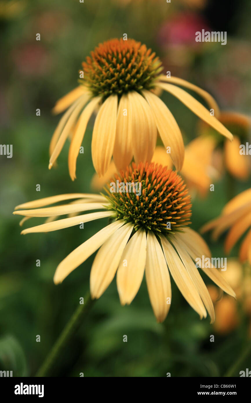 two yellow big sky echinacea coneflowers with shallow depth of field and green background Stock Photo