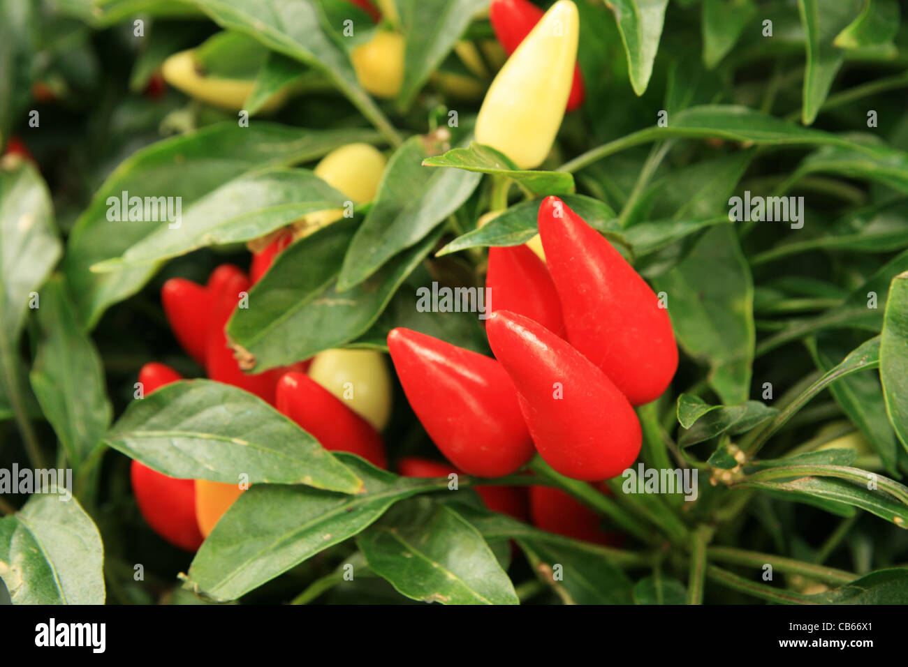 red and yellow chili pepper plant with peppers Stock Photo - Alamy