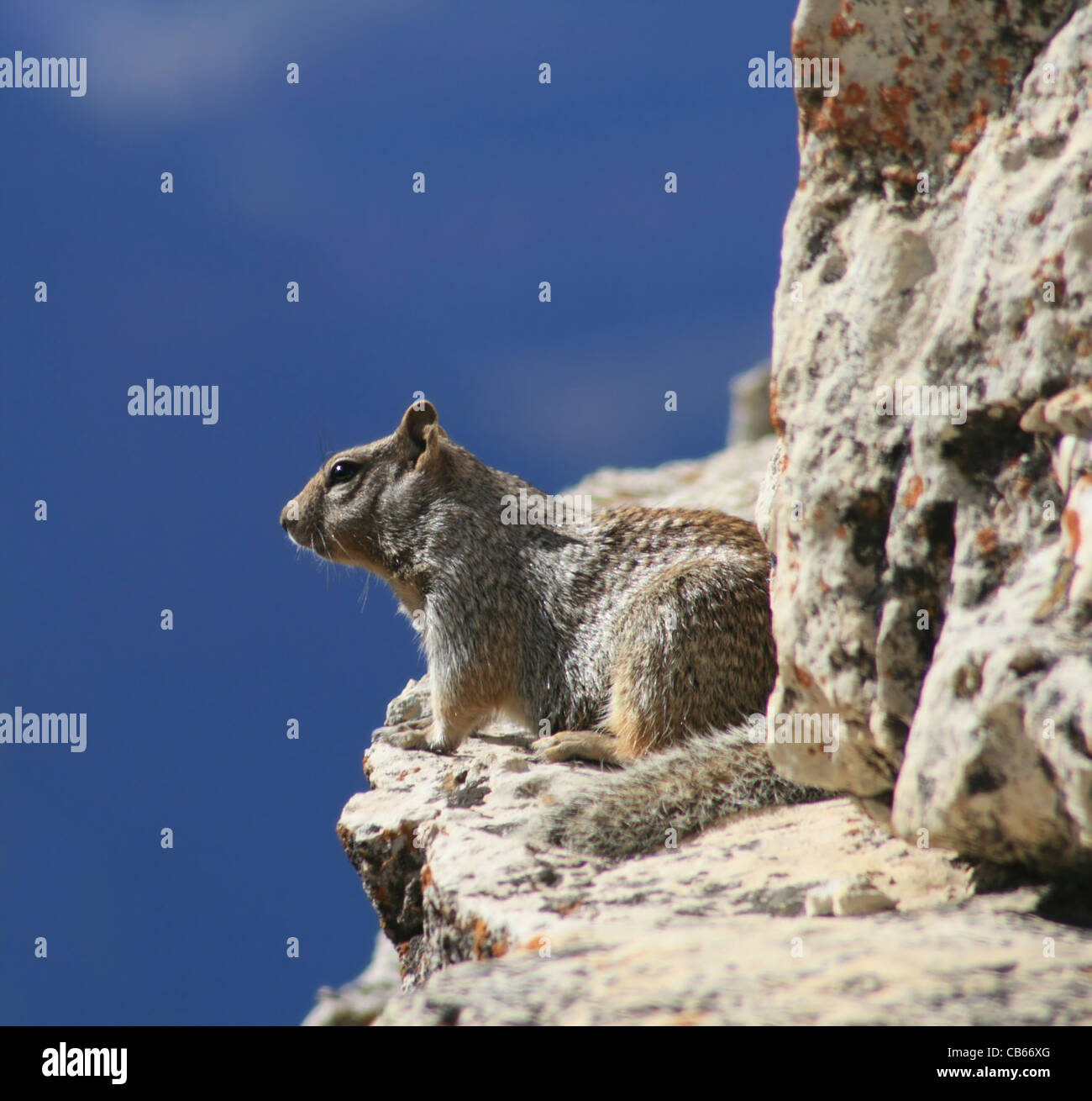 rock squirrel ( Spermophilus variegatus ) sitting on a ledge of the Grand Canyon Stock Photo
