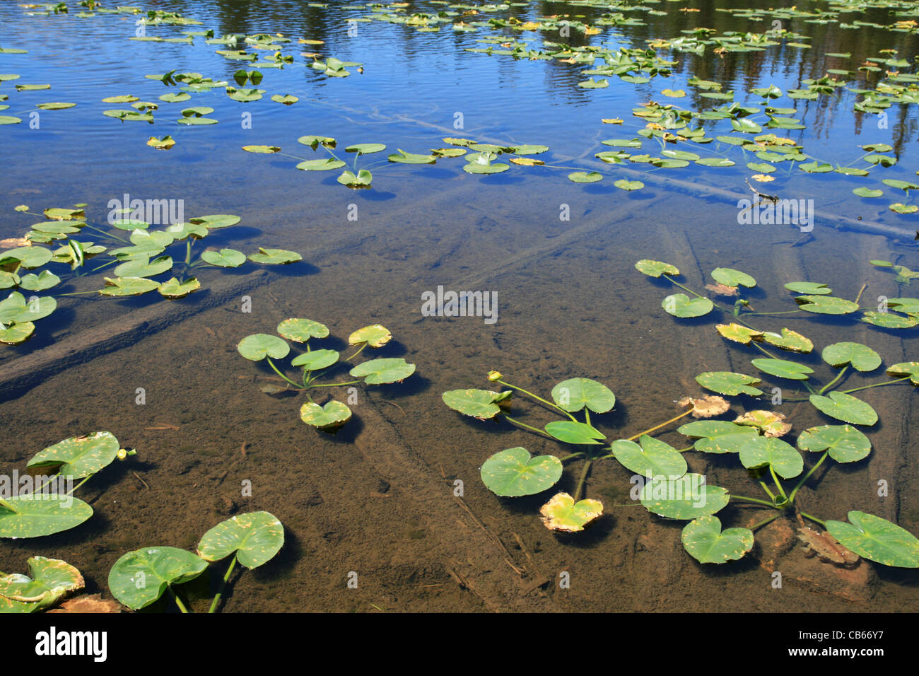 water lily pads float on a clear pond surface Stock Photo