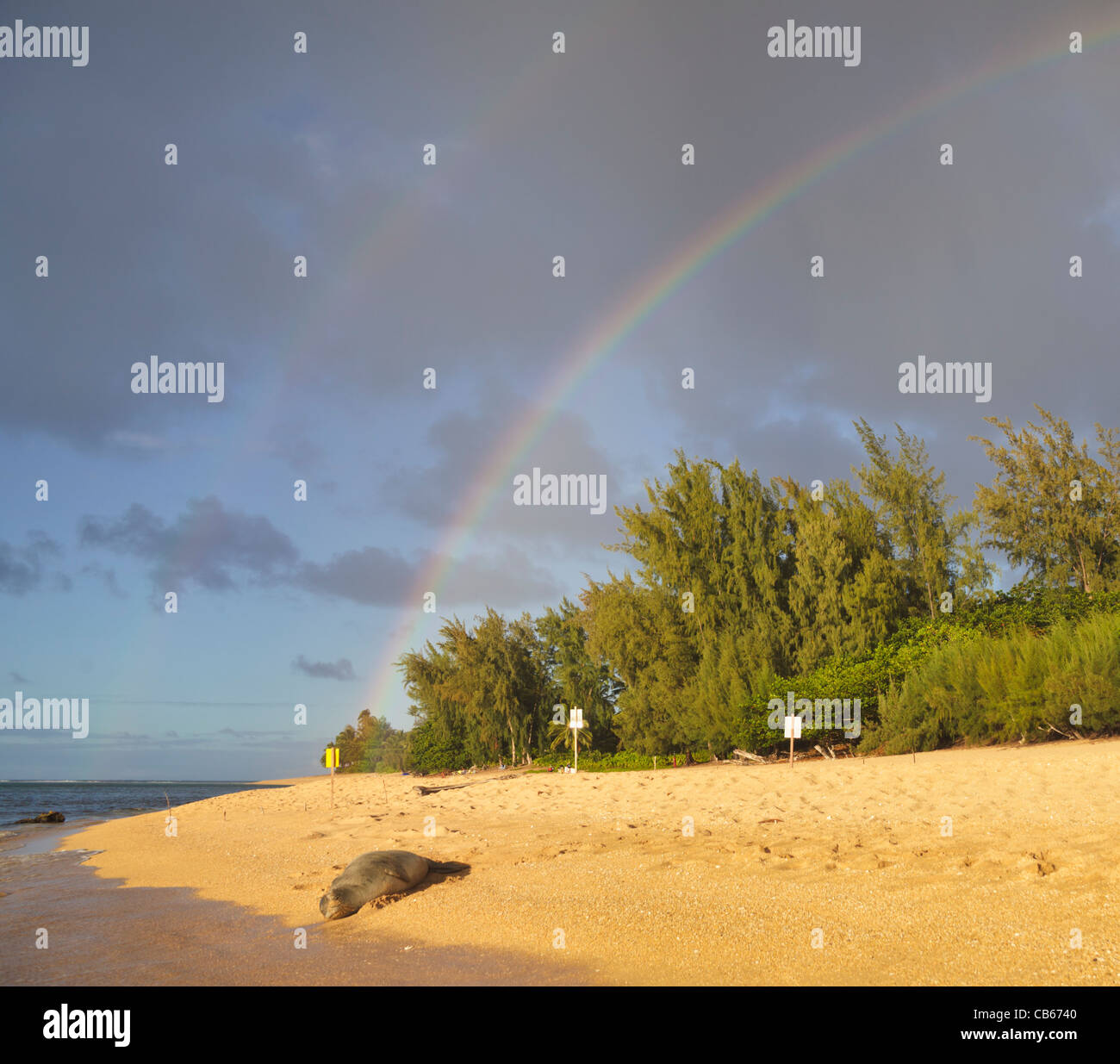 Hawaiian monk seal rests on beach in Haena, Kauai, near Tunnels Beach as double rainbows color the sky Stock Photo