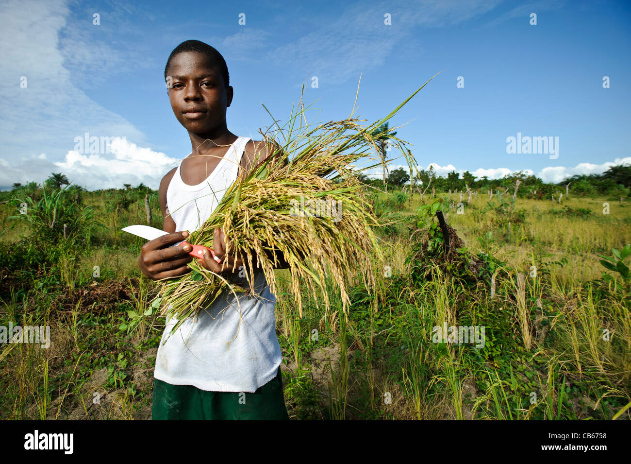 A farmer harvesting 'Nerica' rice, Newton, Freetown, Sierra Leone Stock
