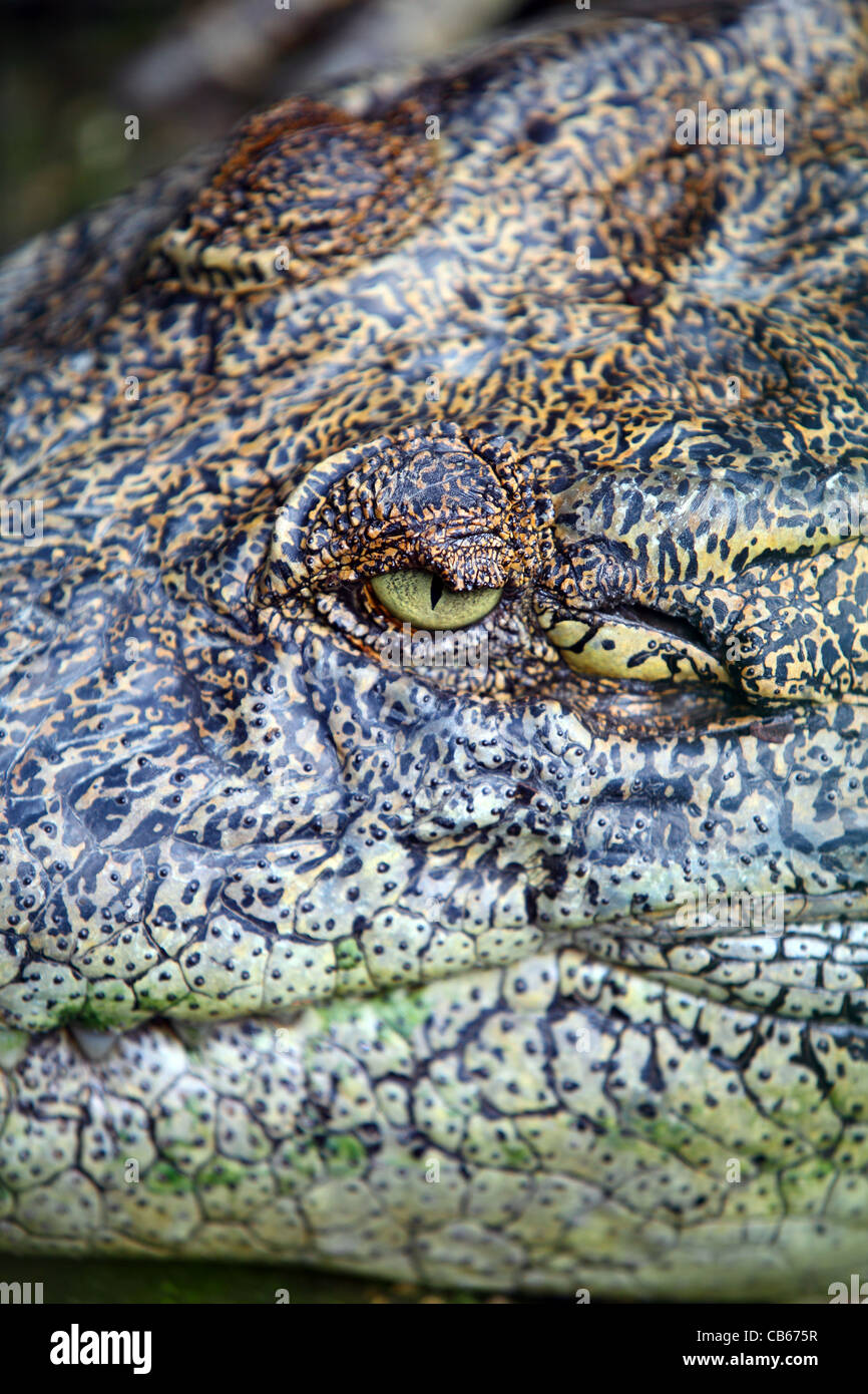 Closeup of crocodile eye and face. Kuching, Sarawak, Borneo, Malaysia, South-East Asia, Asia Stock Photo