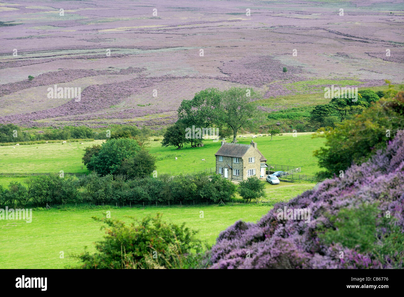 Rural home. North over Goathland Moor from its southern edge at Saltergate. Heather in North York Moors National Park, England Stock Photo