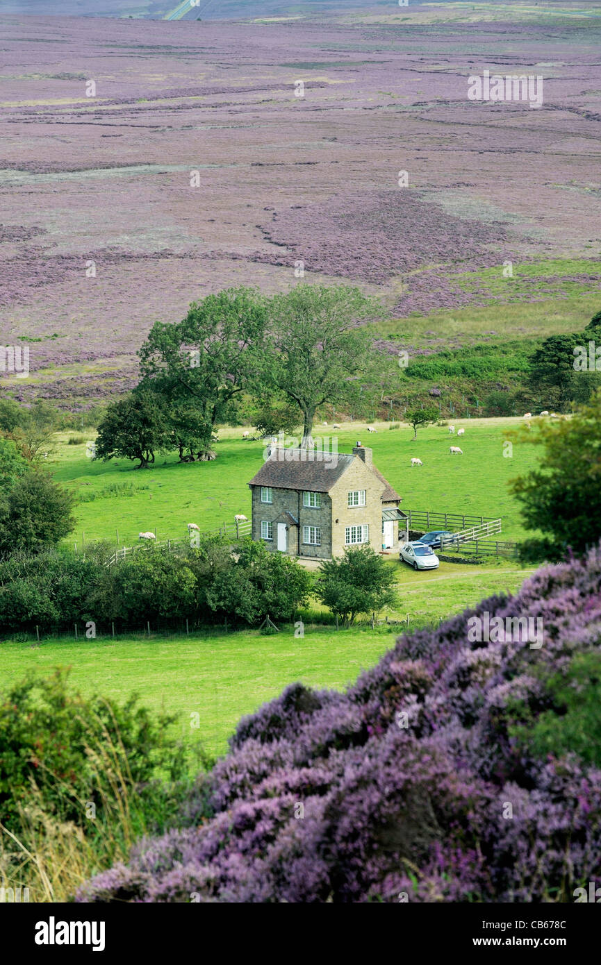 Rural home. North over Goathland Moor from its southern edge at Saltergate. Heather in North York Moors National Park, England Stock Photo