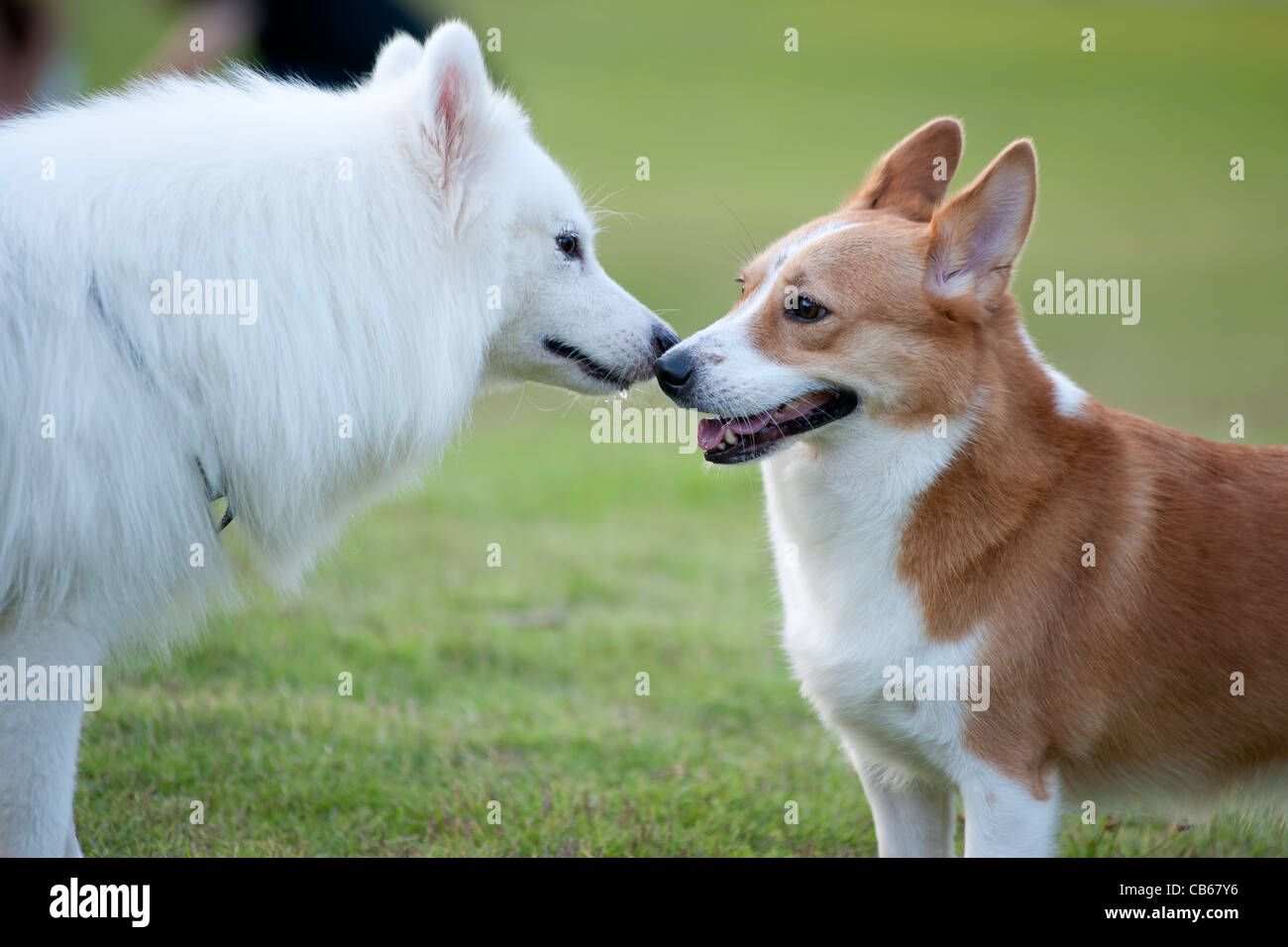 Two dogs ,Samoyed and Welsh Corgi, playing together on the lawn Stock Photo