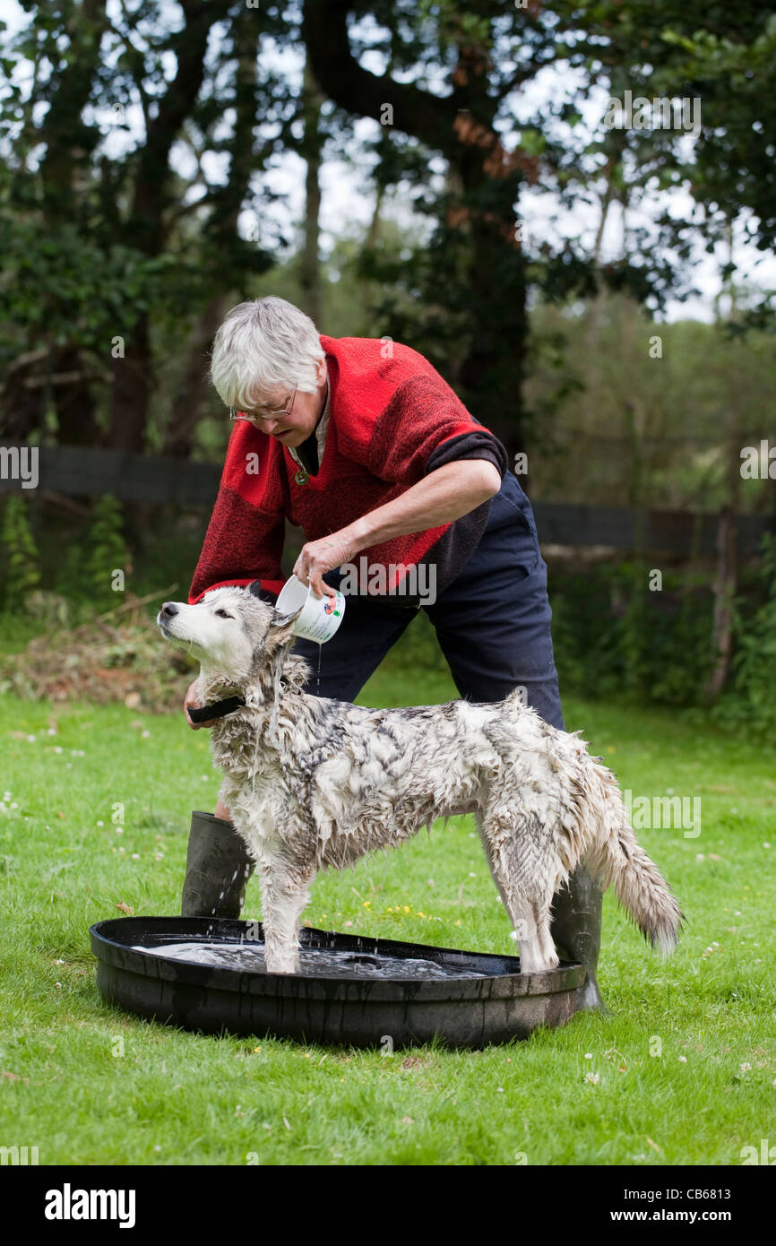 how to wash a siberian husky