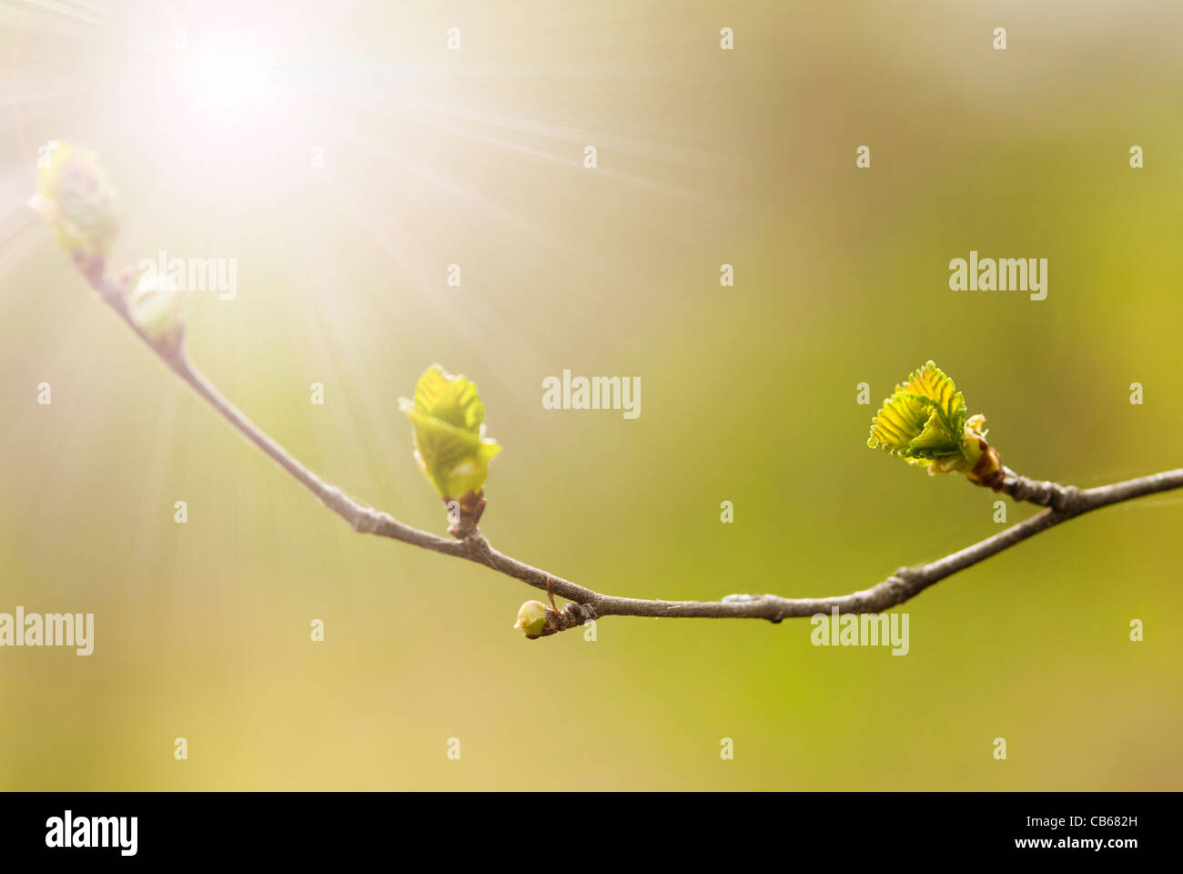 Begin new spring hi-res stock photography and images - Alamy