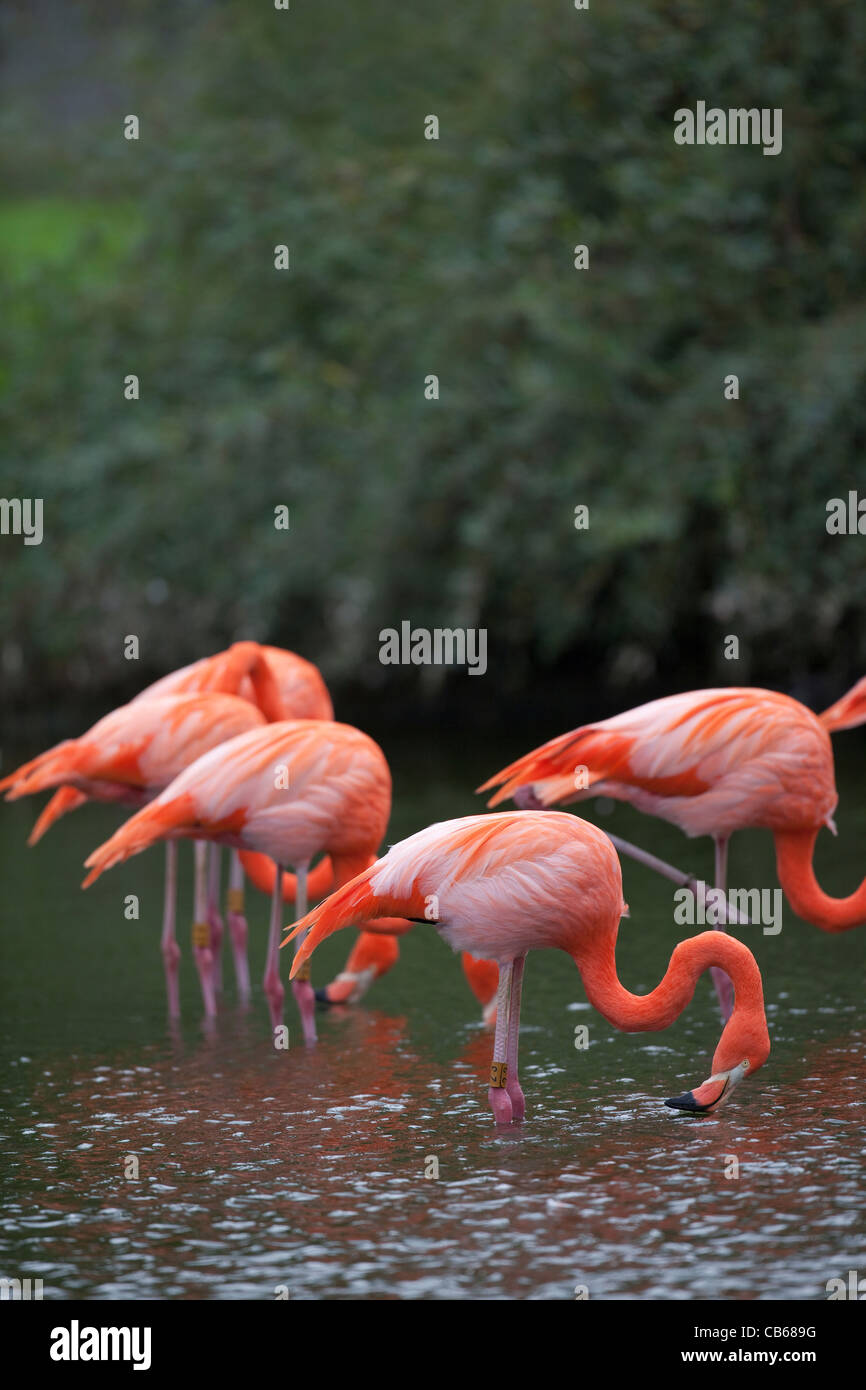Caribbean or Rosy Flamingos (Phoenicopterus ruber ruber). Filter feeding from water surface. Stock Photo
