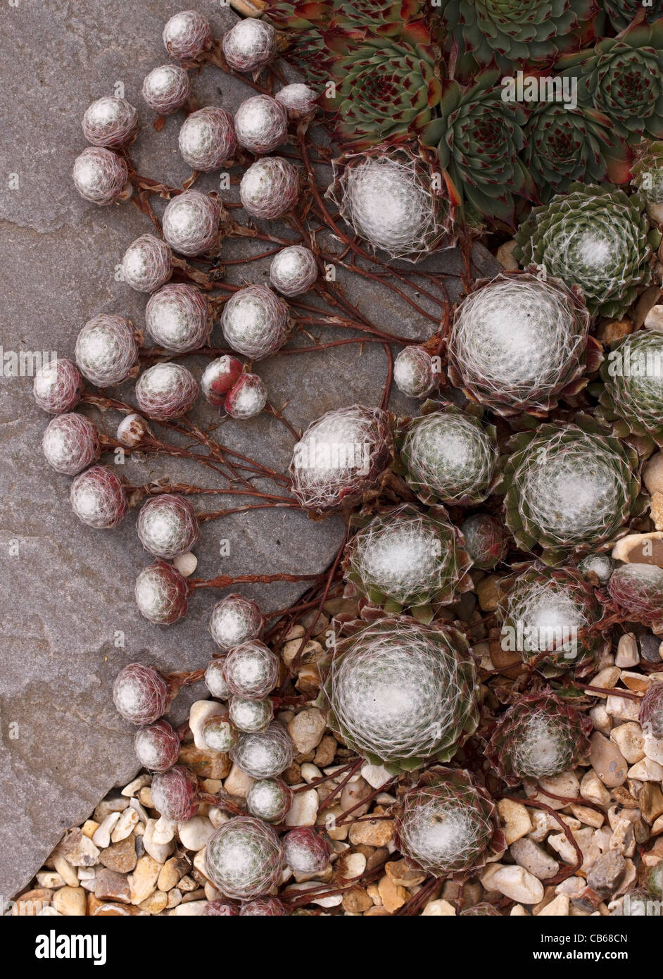 Sempervivum arachnoideum green Houseleek succulent plants with webbed rosettes growing over gravel and natural stone - closeup Stock Photo