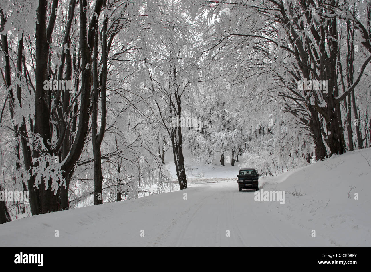 Forest. Winter scene with trees in snow and a car. Central Balkan National Park. Bulgaria Stock Photo
