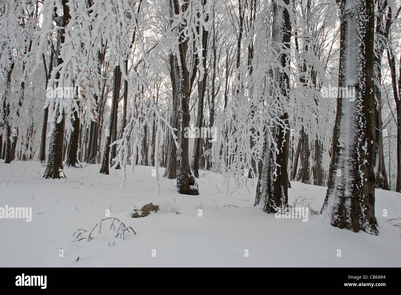 Forest. Winter scenery with trees in snow. Central Balkan National Park. Bulgaria Stock Photo