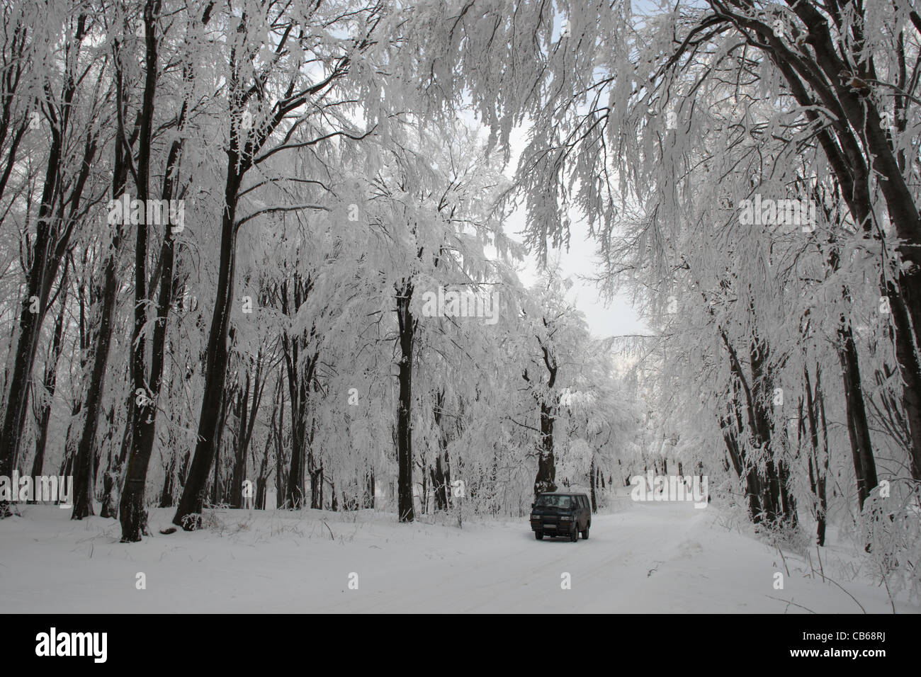 Forest. Winter scene with trees in snow and a van. Central Balkan National Park. Bulgaria Stock Photo