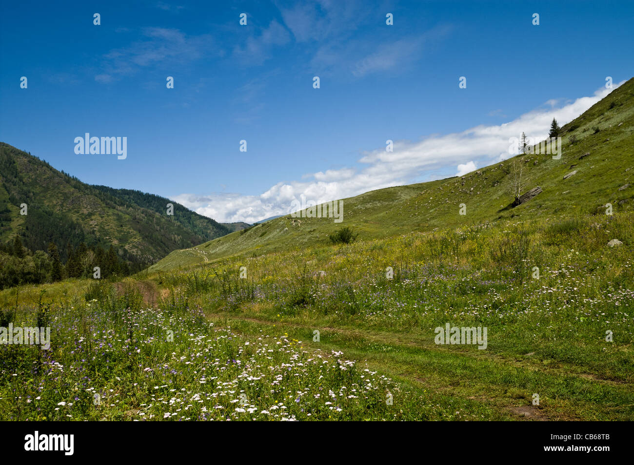 Meadows in the valley of Kucherla river. Altai, Russia Stock Photo