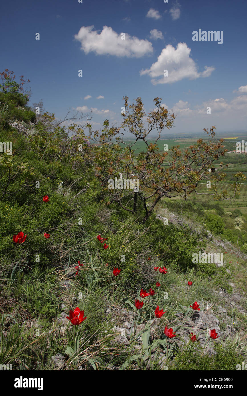 Landscape with flowering Tulipa rhodopea Velen., rare endemic Bulgarian Tulip, Rodopi Mountains, Bulgaria Stock Photo
