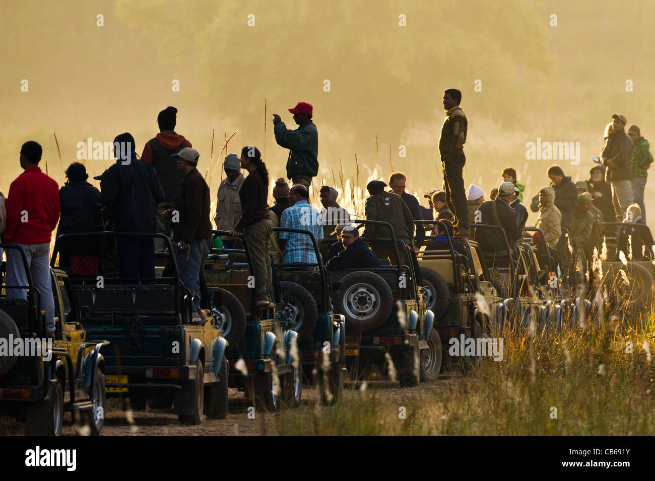 Row of tourist jeeps photographing a wild tiger in bandhavgarh national park Stock Photo
