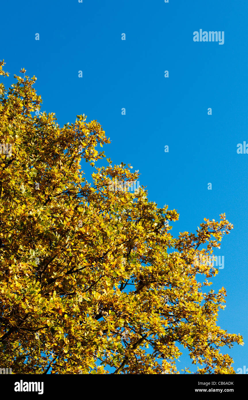 Golden autumnal leaves on an Oak tree against a clear blue sky. Stock Photo