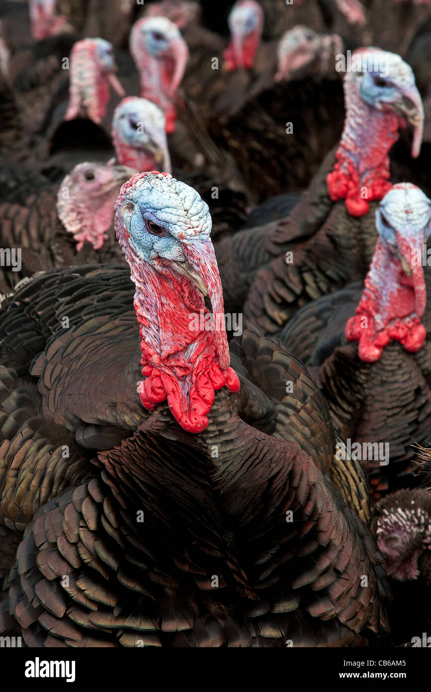 Freerange bronze turkeys ready for Christmas or Thanksgiving Stock