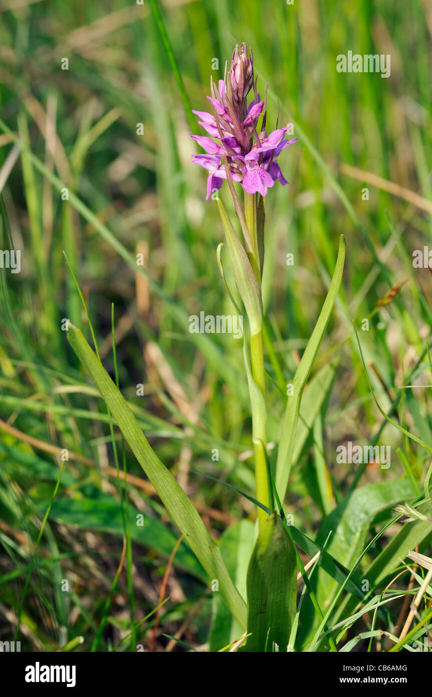 Narrow-leaved Marsh Orchid - Dactylorhiza traunsteineri Whole plant Stock Photo