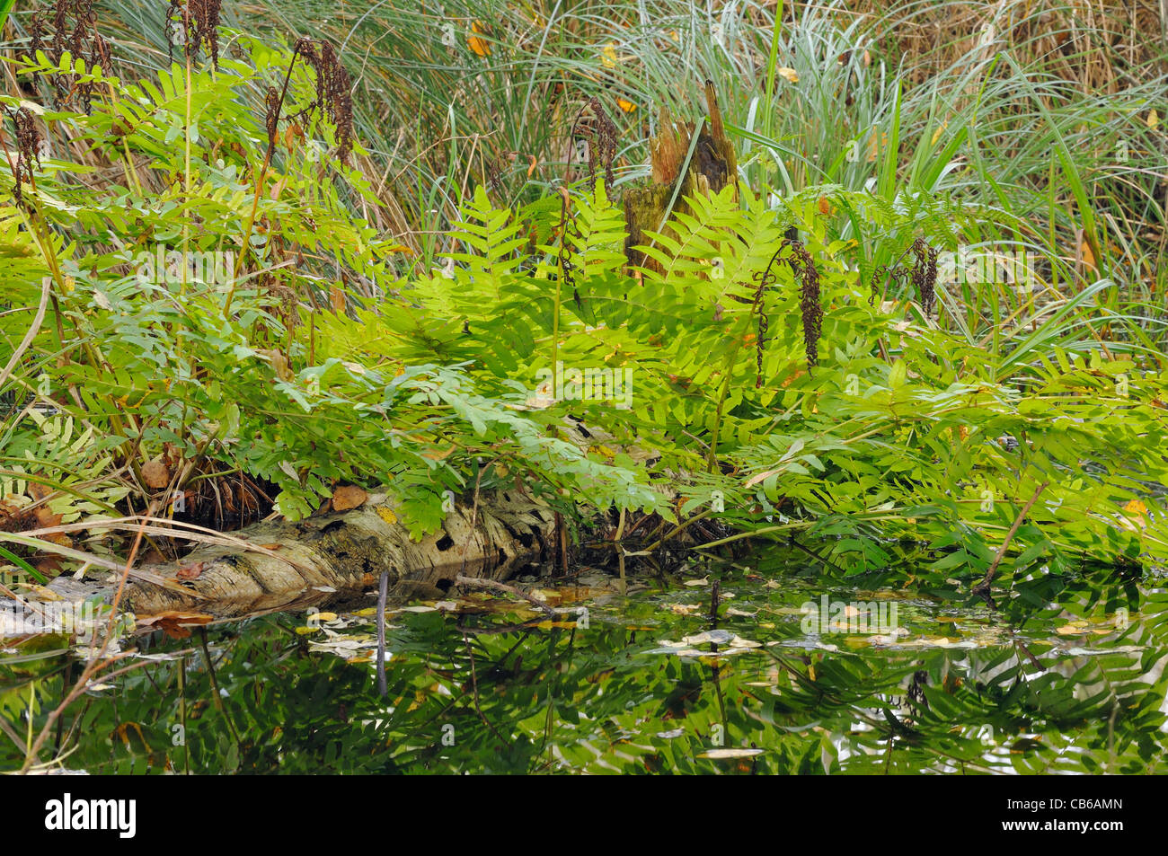 Royal Fern - Osmunda regalis Growing by peat bog pool Stock Photo