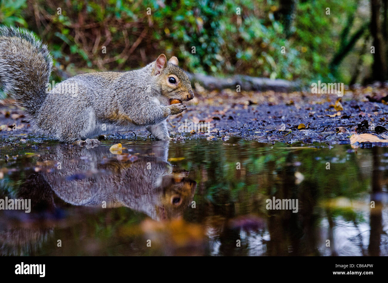 Grey Squirrel Reflection Stock Photo