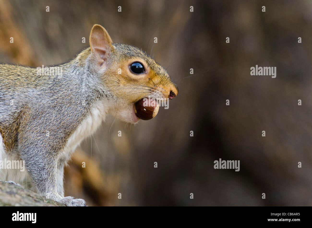 Squirrel nut in mouth hi-res stock photography and images - Alamy