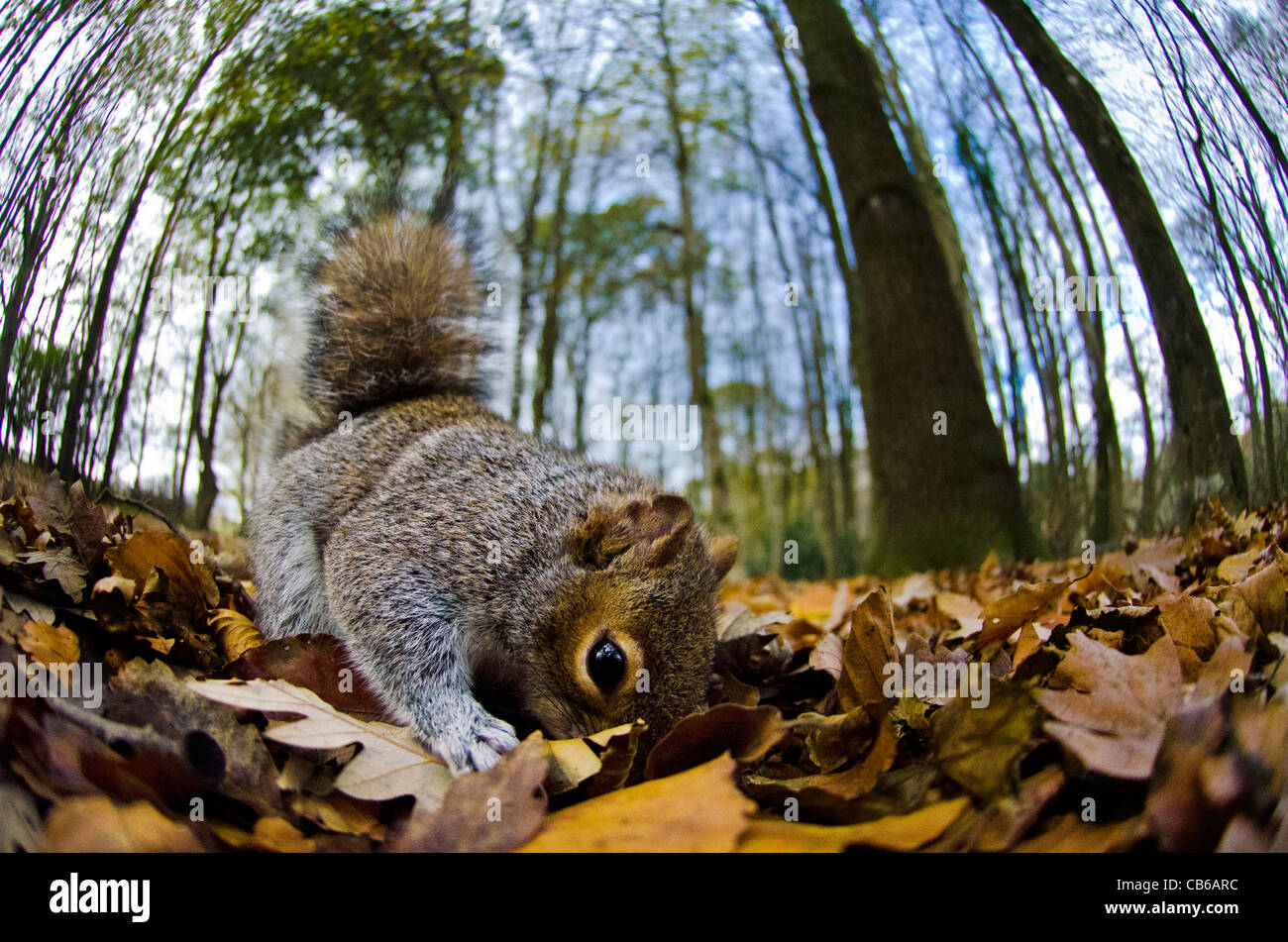Grey Squirrel Digging Close Up Stock Photo