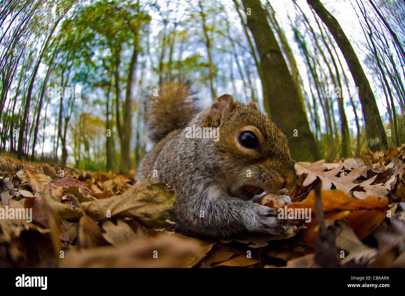 Grey Squirrel Close up Stock Photo