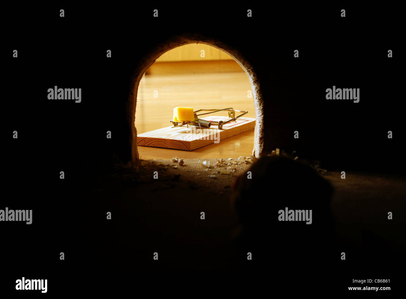 rat hole dark and trap with cheese Stock Photo