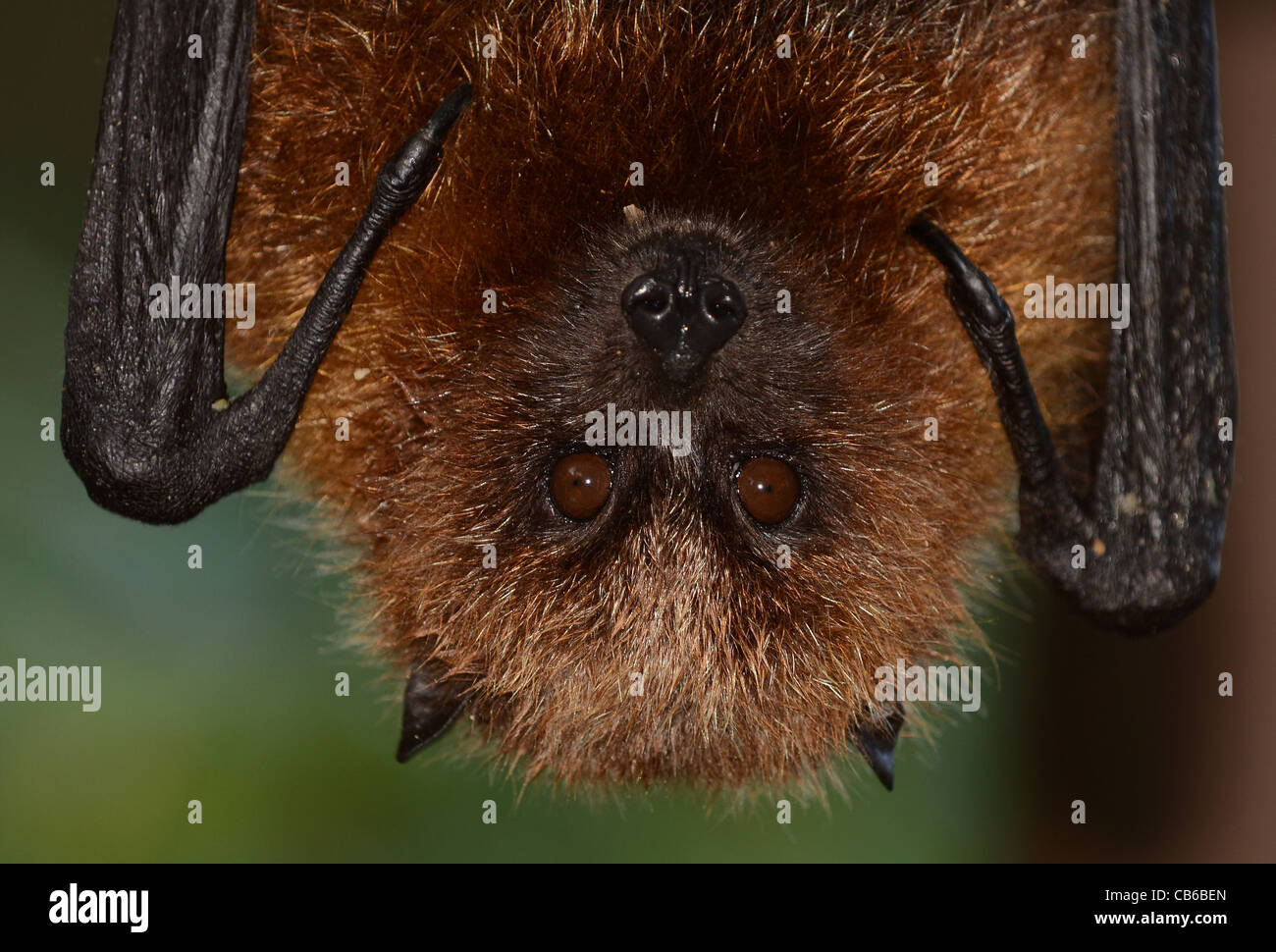 Bat hanging upside down hires stock photography and images Alamy