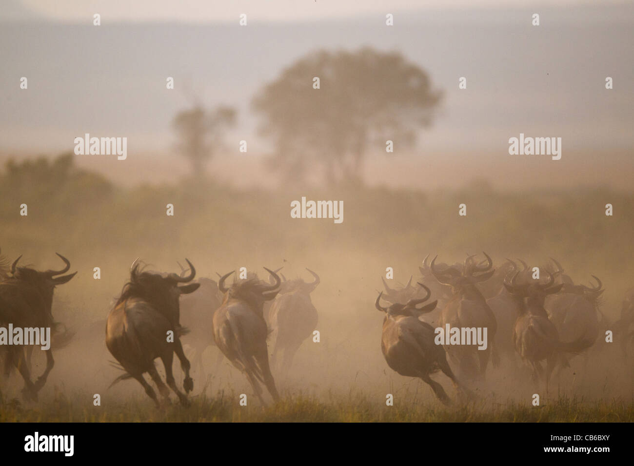 Wildebeest,Kenya,Africa Stock Photo