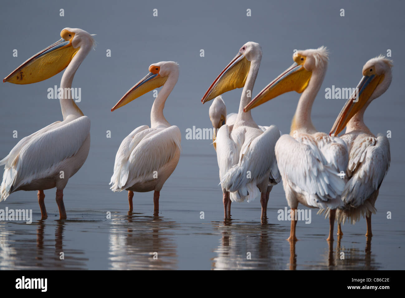 Flamingoes in shallow water,Kenya,Africa Stock Photo