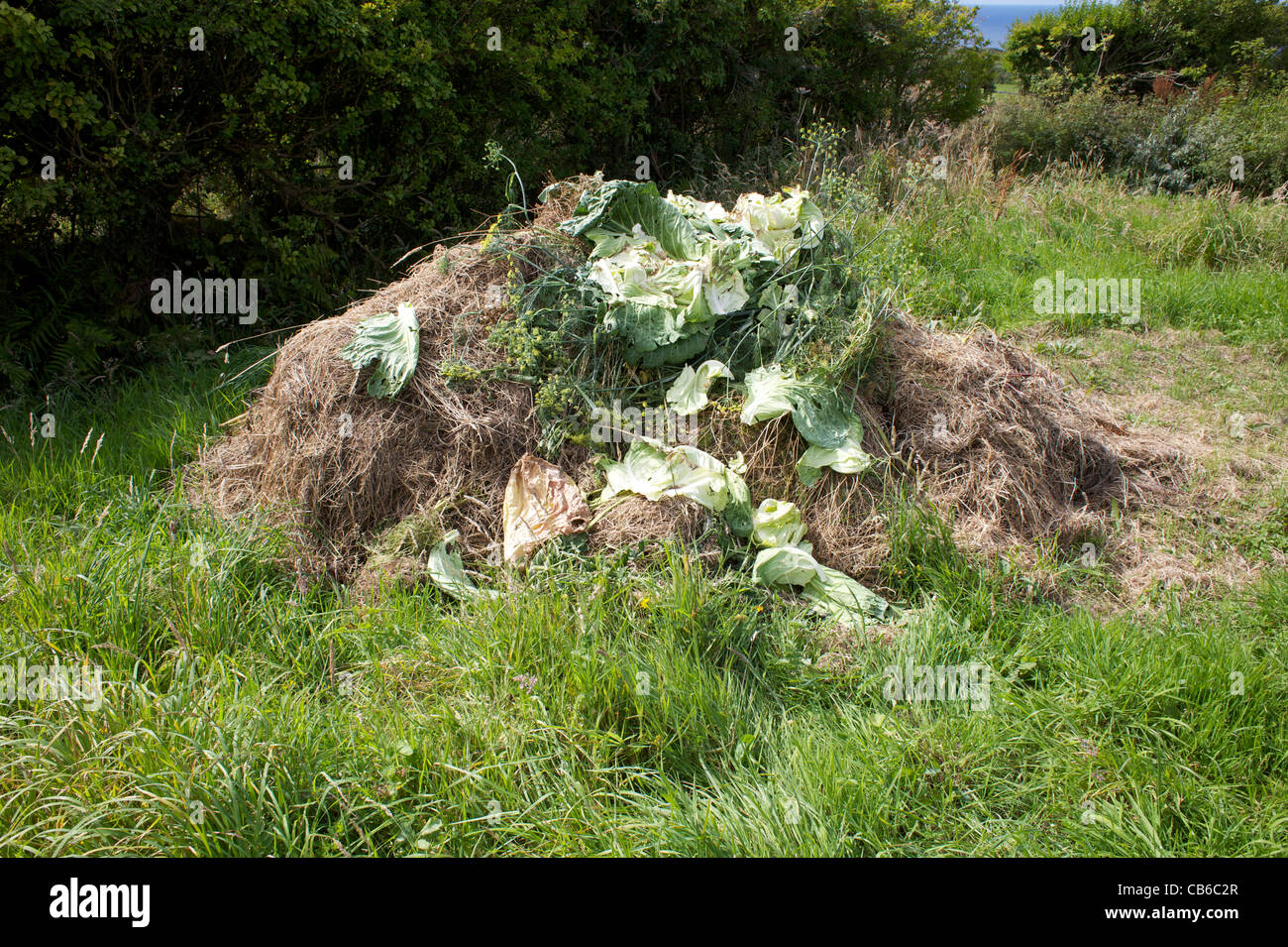 Hot compost heat in plot of land Stock Photo