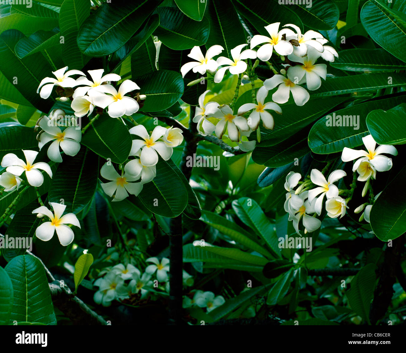 Rounded leaves and white blossom of Singapore plumeria Big Island Hawaii  Stock Photo - Alamy