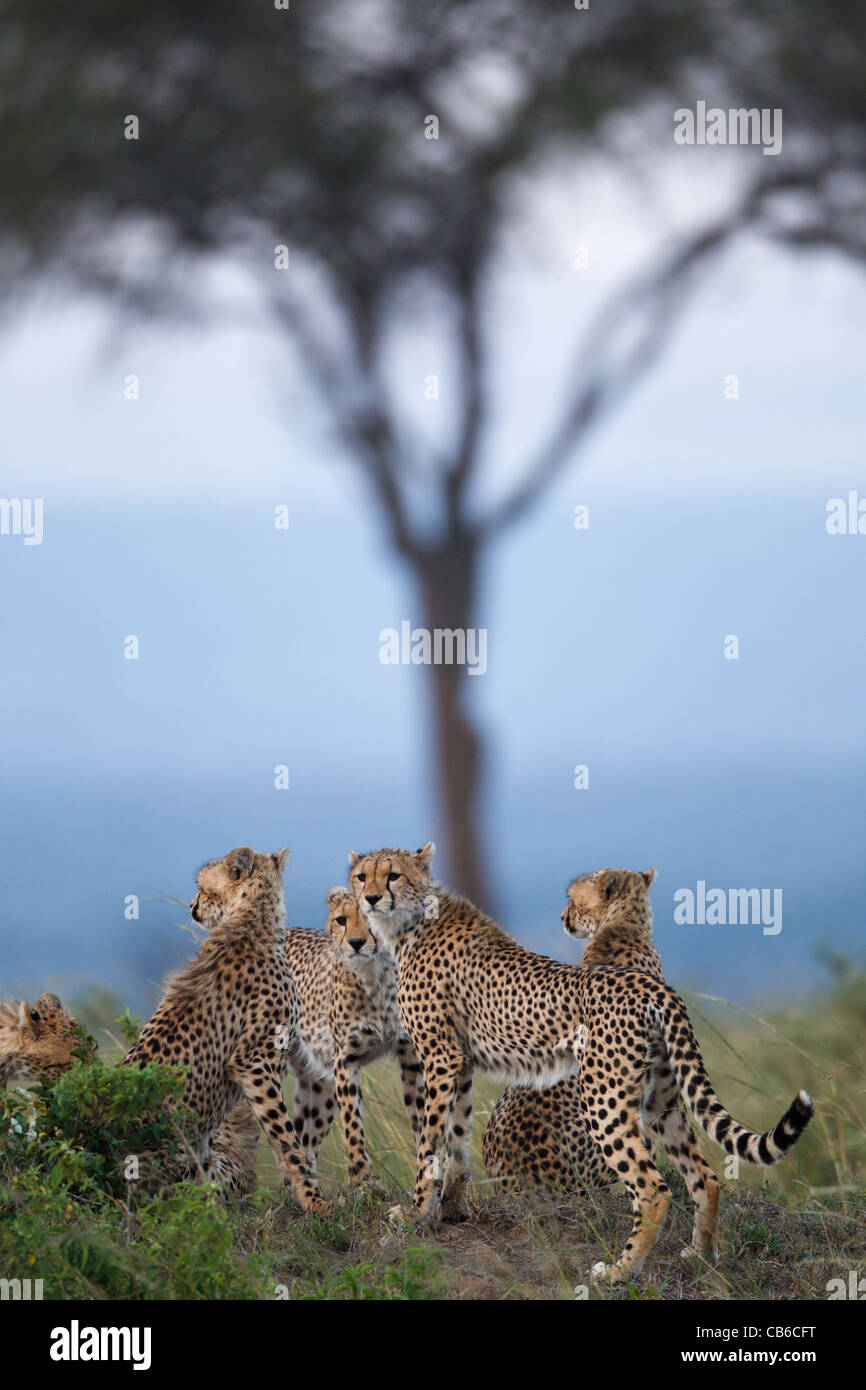 Tropical savannah climate hi-res stock photography and images - Alamy