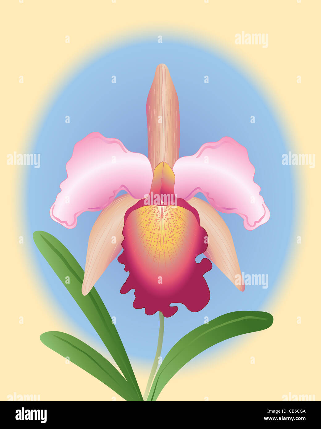 an illustration of a pink and red cattleya orchid on a blue and yellow background Stock Photo