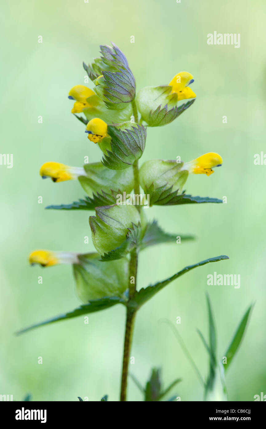 Yellow Rattle or Rhinanthus minor UK Stock Photo Alamy