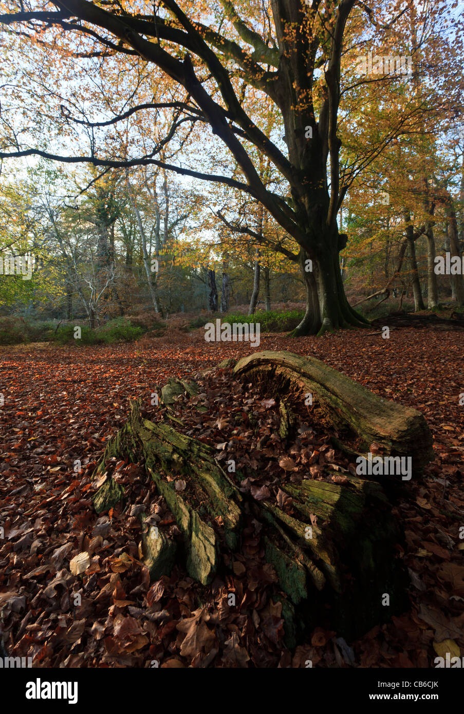 Bolderwood, New Forest National Park, Hampshire, UK, in late afternoon light in autumn Stock Photo