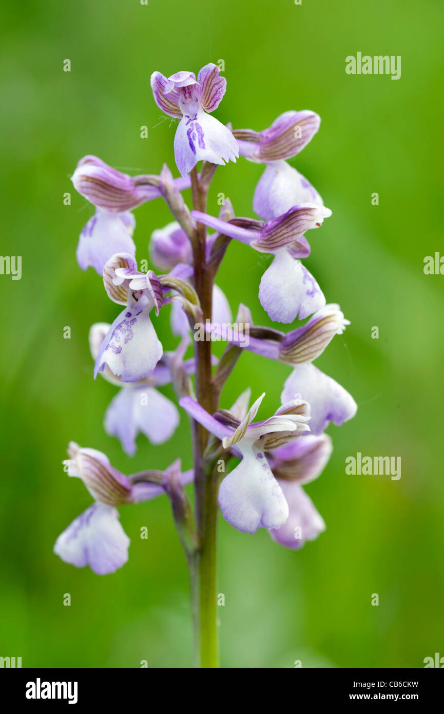 Green Winged Orchid Anacamptis morio UK Stock Photo