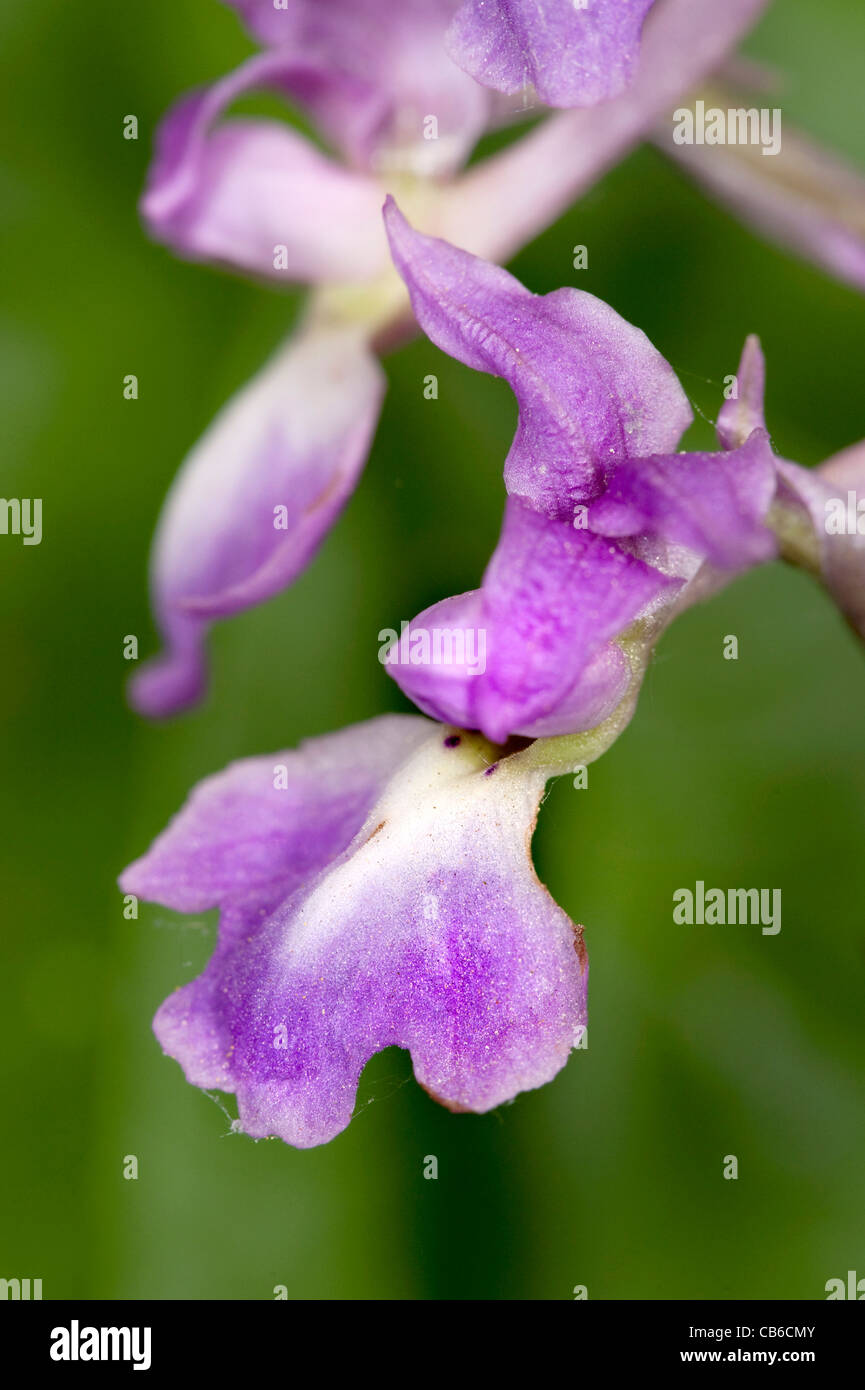 Early Purple Orchid Orchis mascula UK Stock Photo