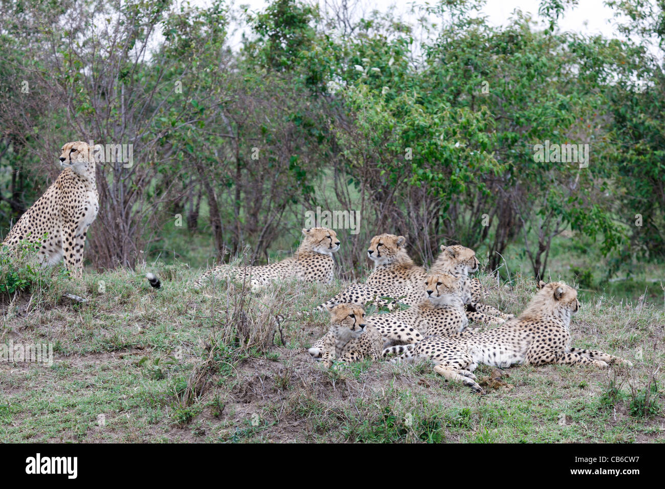 Leopards Group High Resolution Stock Photography and Images Alamy