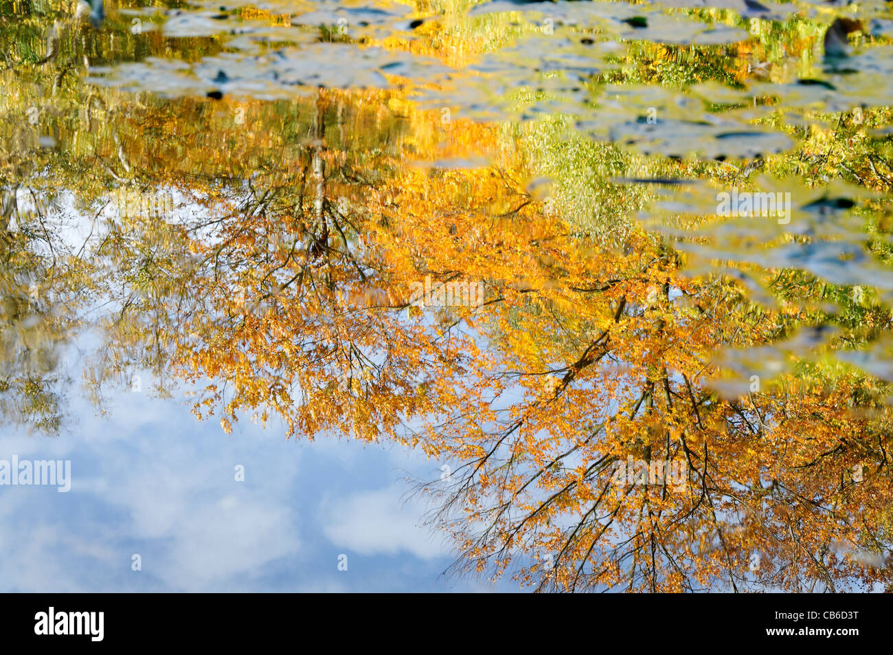 Autumn colours at Burnham Beeches Stock Photo - Alamy