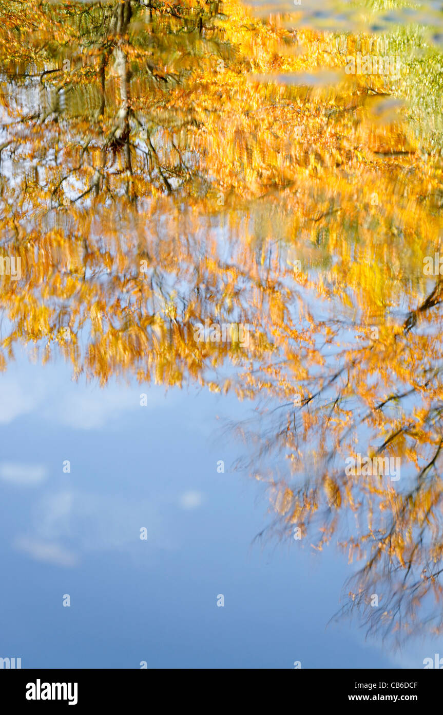 Autumn colour in burnham beeches hi-res stock photography and images ...