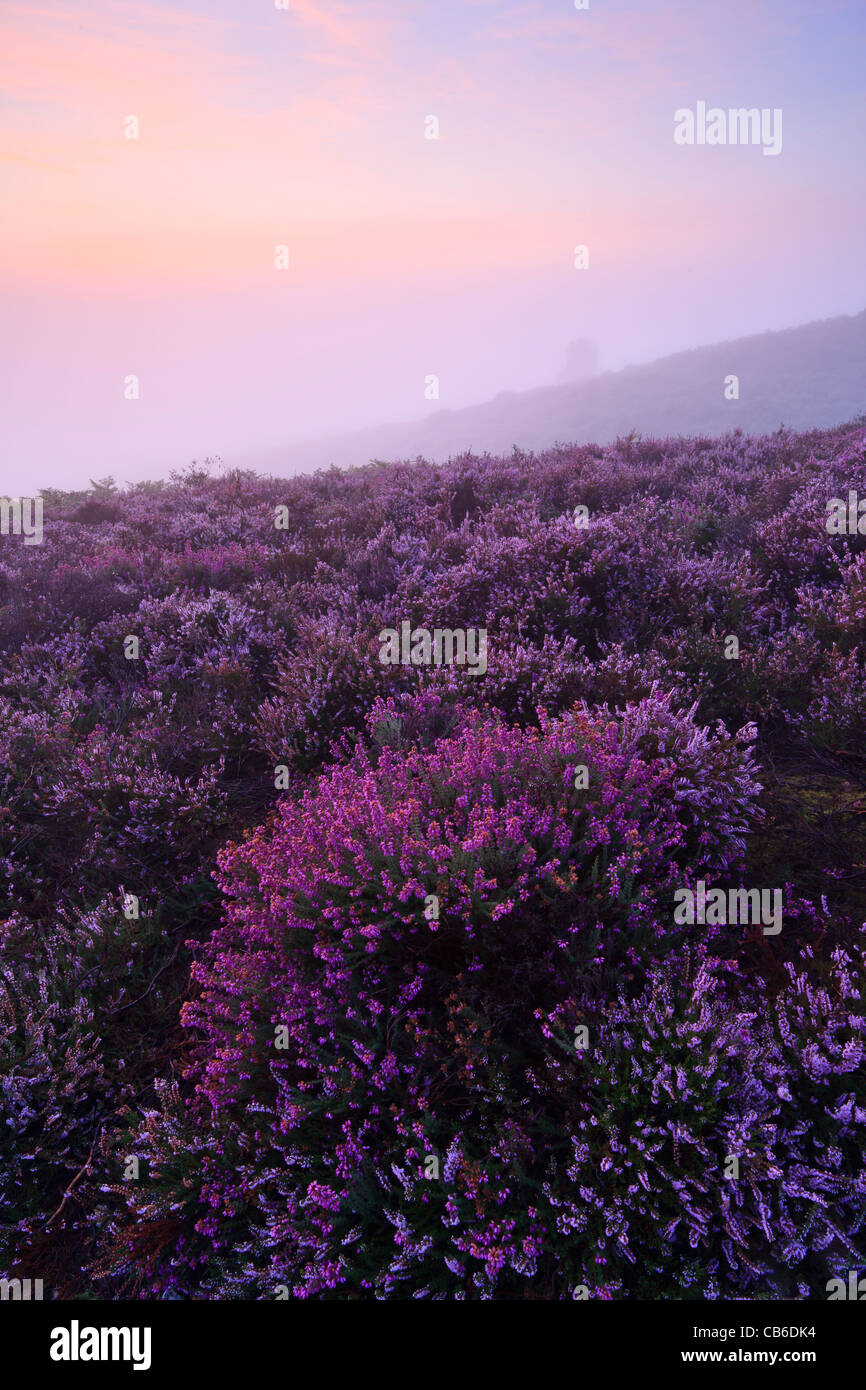 Sunrise on a misty late summer morning at Rockford Common in the New Forest National Park, Hampshire, UK Stock Photo