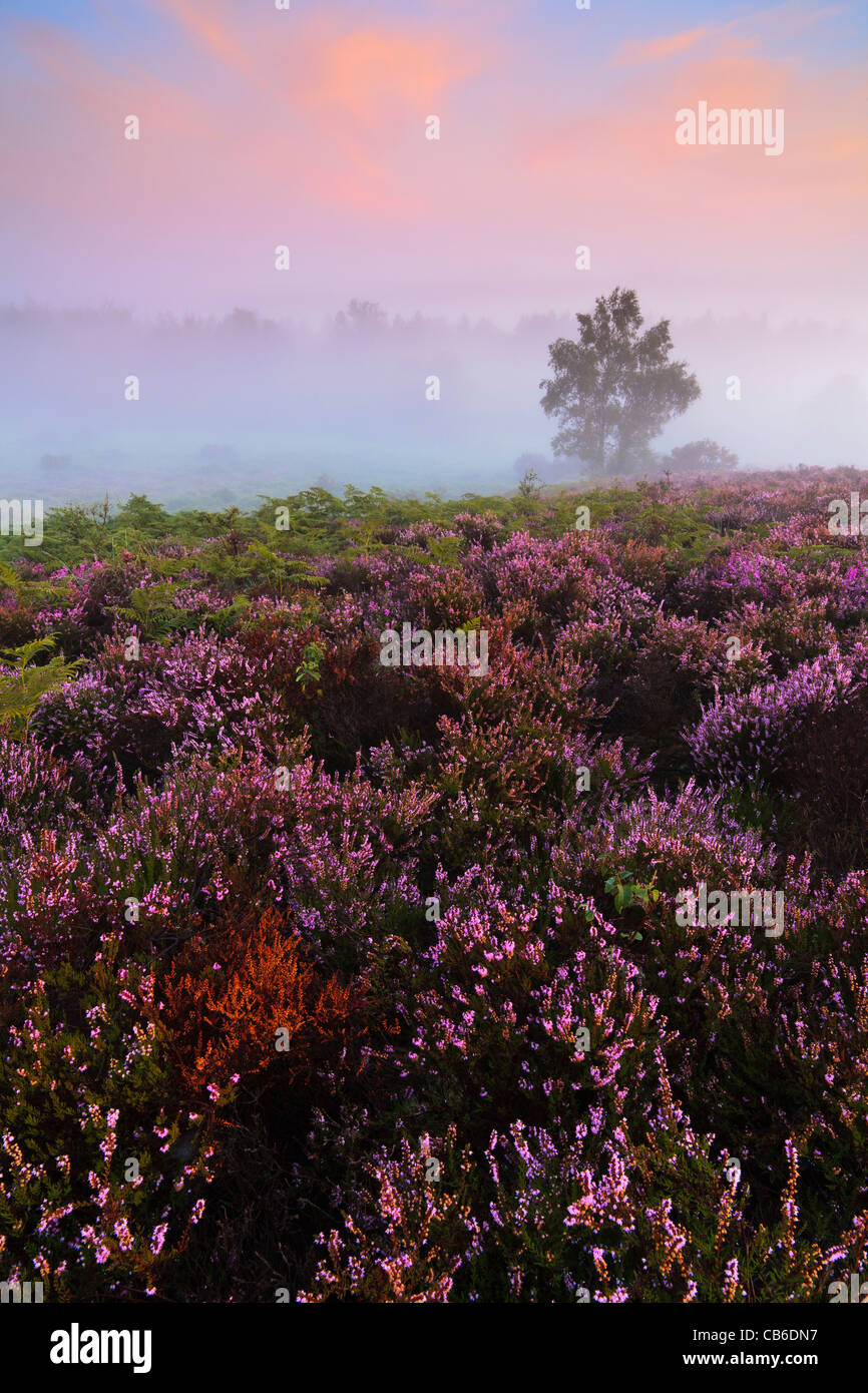 Sunrise on a misty late summer morning at Rockford Common in the New Forest National Park, Hampshire, UK Stock Photo