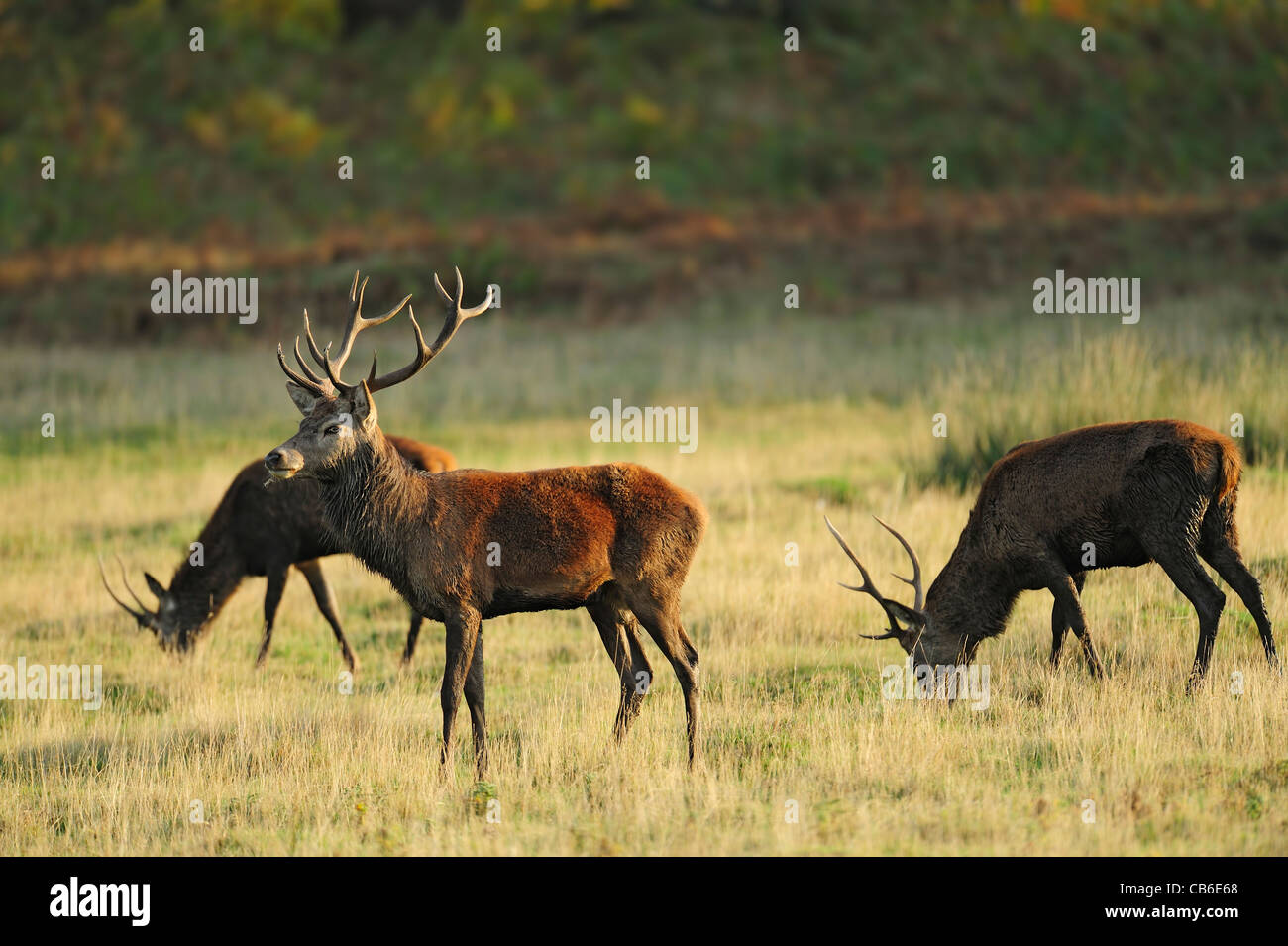 3 young red deer stags in a field Stock Photo