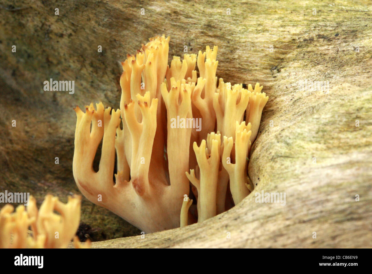 Coral Fungus - Ramaria sp. Stock Photo